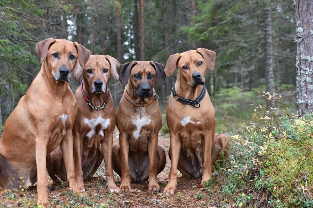 Familjen! Cain Aisha Gaja Spira